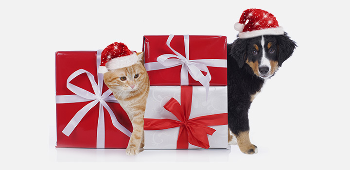 cadeau noël chien chat